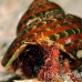 shell_res_h_0705_png0287.jpg